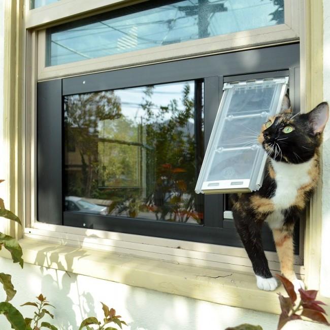 Пэт окно. Окно для кошки в двери. Жалюзи кошка. Кот у окна квартиры. Собака в окне.