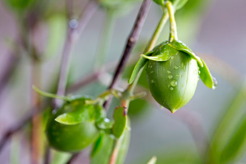 argan fruit