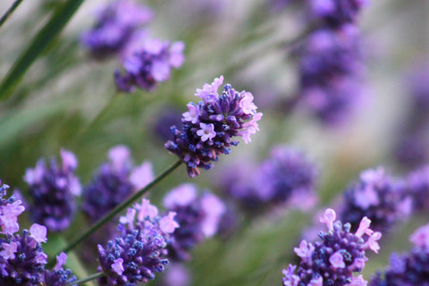 lavender flowers