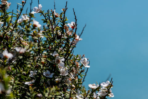 manuka flowers