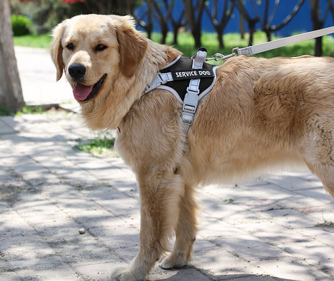 peitoral anti puxao  coleira anti puxão  peitoral anti puxão para cachorro  peitoral anti puxão  peitoral antipuxao  coleira antipuxao  coleira anti puxao