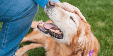 Golden retriever receiving a headpat