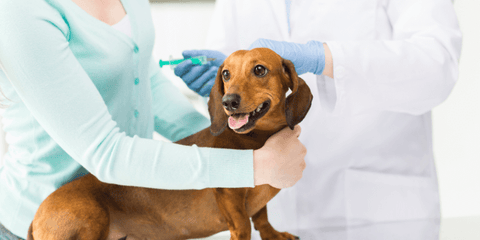Dachshund undergoing a vet checkup