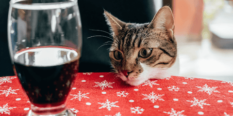 Cat sitting on a dining chair