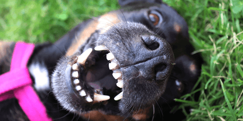 dog smiling while lying on the grass