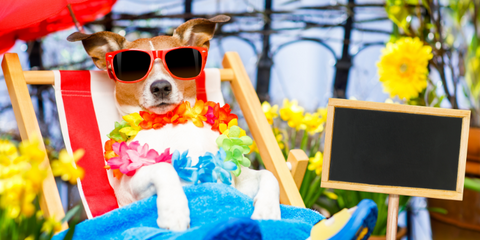 Dog wearing sunglasses, relaxing
