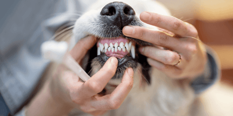 dog getting teeth brushed