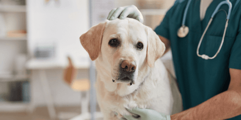 dog getting checked by the vet