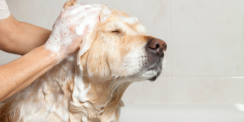 Dog being bathed