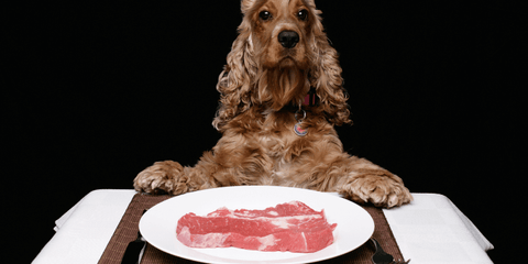 Dog in front of uncooked steak