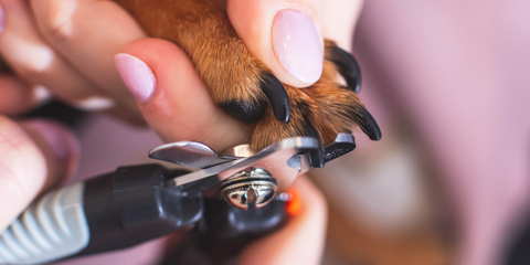 Dog nail getting trimmed