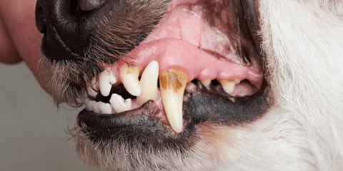Discoloured dog teeth