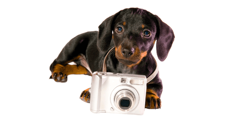 Dog holding a camera