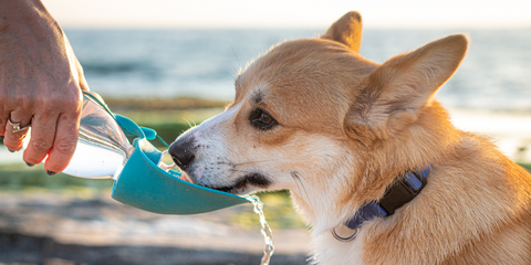 Dog drinking water from a bottle