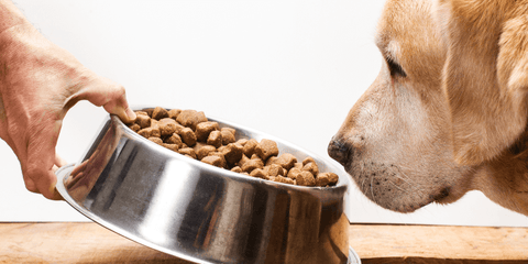 Dog smelling a bowl of kibble