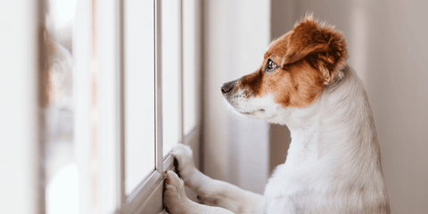 Dog looking out the window