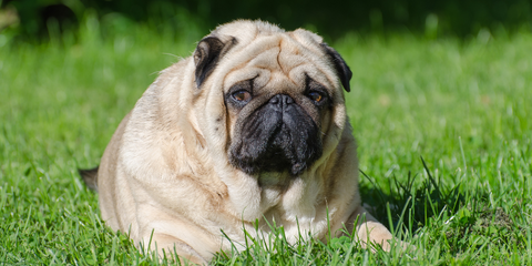 Fat pug on the grass