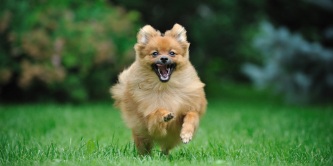 Running dog on grass