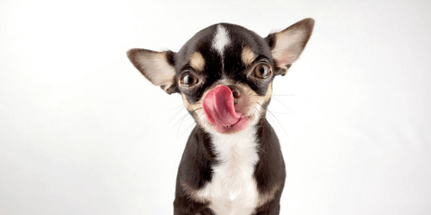 Chihuahua dog mid-lick