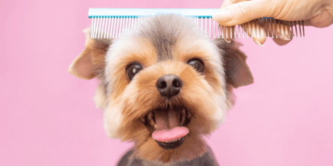 Dog getting brushed