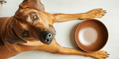 Dog in front of food bowl