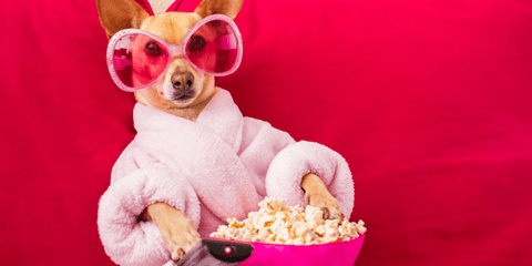 Dog in a bathrobe holding popcorn