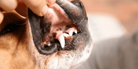 Dog getting teeth and gums checked