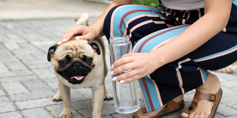 Pug stopping to drink some water
