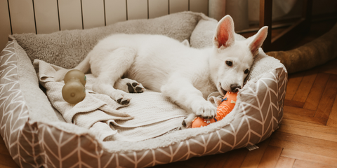Puppy resting in dog bed