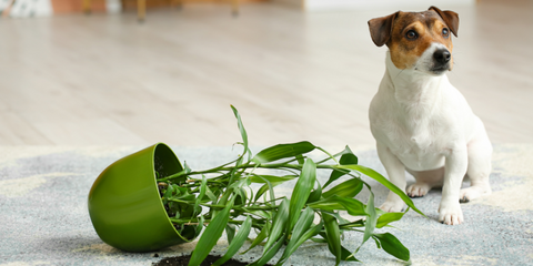 Dog next to potted plant