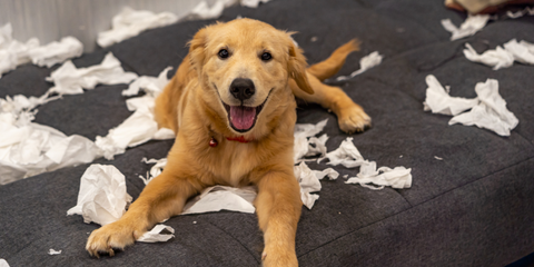 Dog surrounded by pillow fluff