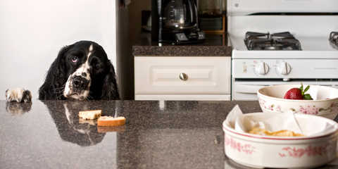 Dog reaching for food on the kitchen counter