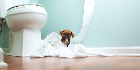 Dog sitting on a tissue paper pile