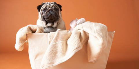 Dog sitting in a laundry basket