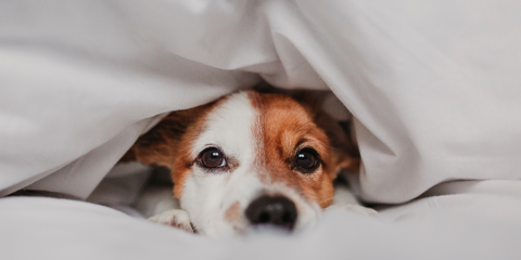 Dog hiding underneath a blanket