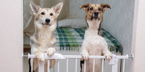 Two dogs standing behind a baby gate