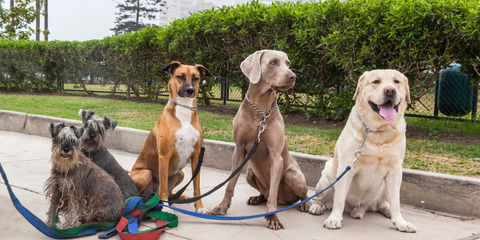 Dogs in leashes waiting outside