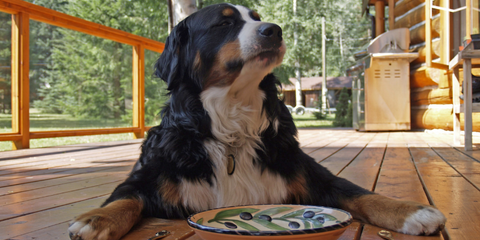 Dog eating breakfast