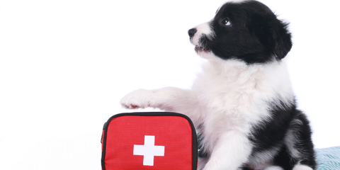 Puppy next to a first aid kit