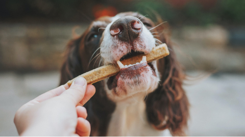 Cute dog eating a treat