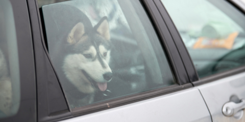 Husky in the car