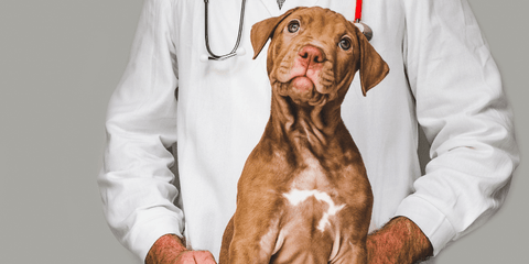 Dog carried by vet