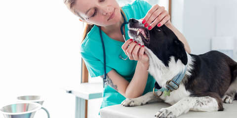 veterinarian performing dental check on a dog