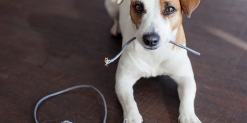 dog and a broken electric cord