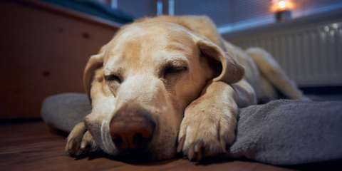 Dog sleeping