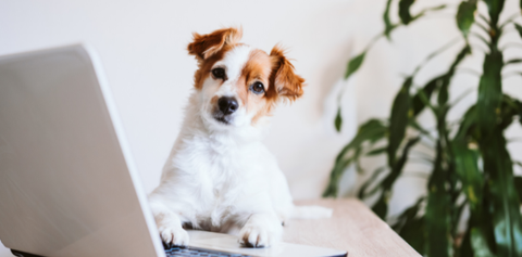 Dog in front of laptop