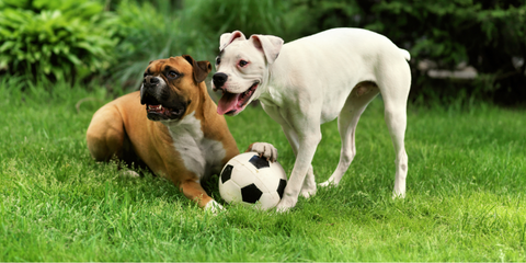 Dogs playing with a ball