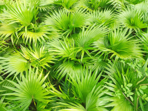 Saw Palmetto Extract