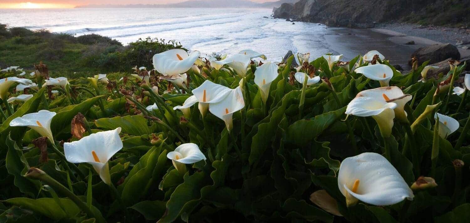 Cala o Lirio de Agua ▷ Cuidados, significados y características