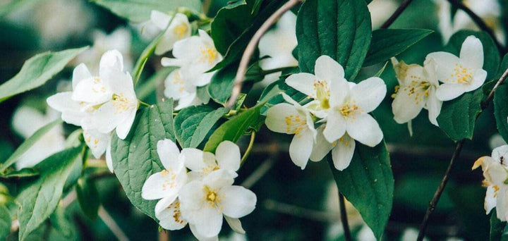 Flor de Jazmín: Significado, Características y Para qué Sirve